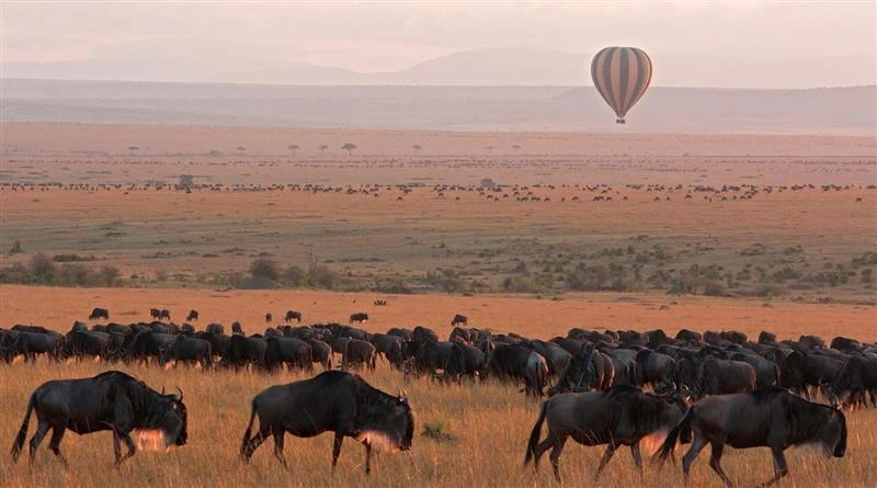 wildbeest in serengeti national park